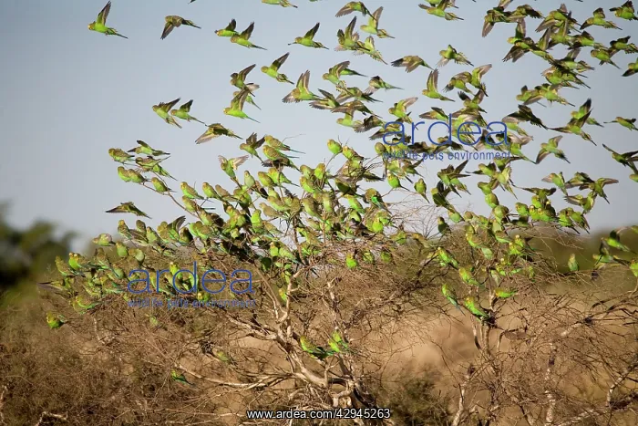 : Budgerigars approaching a waterhole : Budgerigars approaching a waterhole