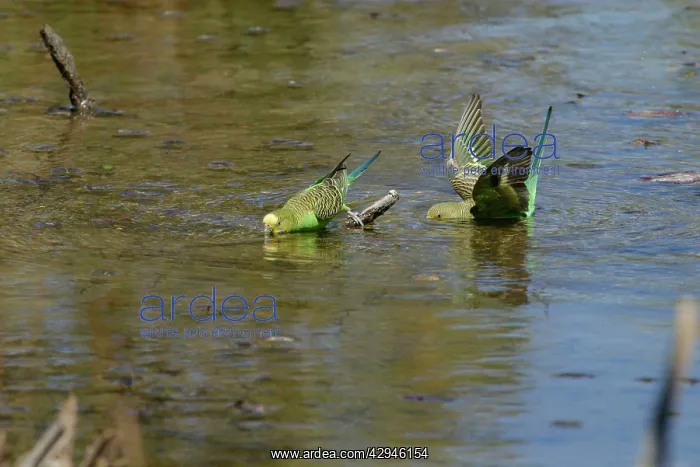 : Budgerigars - Bathing : Budgerigars - Bathing