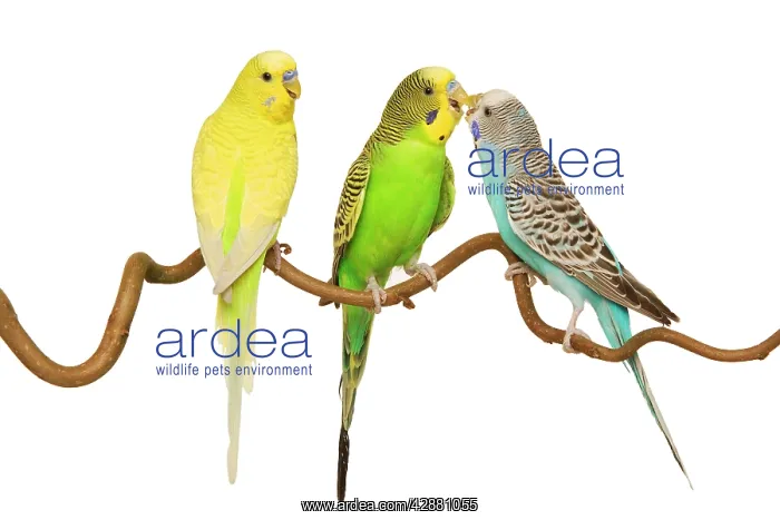 : Budgerigars - three on branch : Budgerigars - three on branch