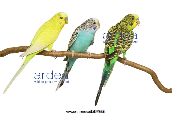  : Budgerigars - three on branch