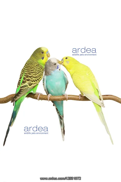 : Budgerigars - three on branch : Budgerigars - three on branch