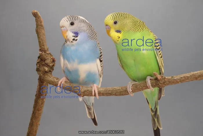 : Budgerigars on a branch : Budgerigars on a branch