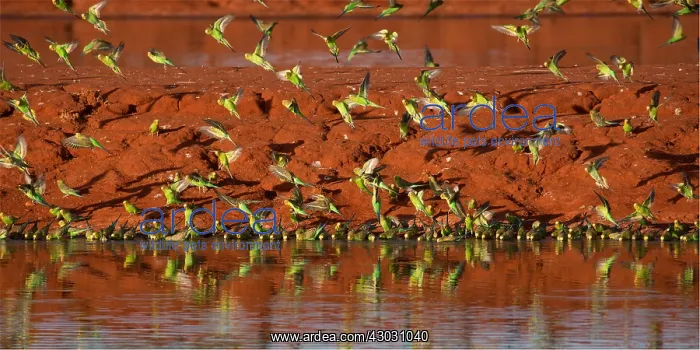 : Budgerigars - coming in to drink - Papunya Aboriginal : Budgerigars - coming in to drink - Papunya Aboriginal