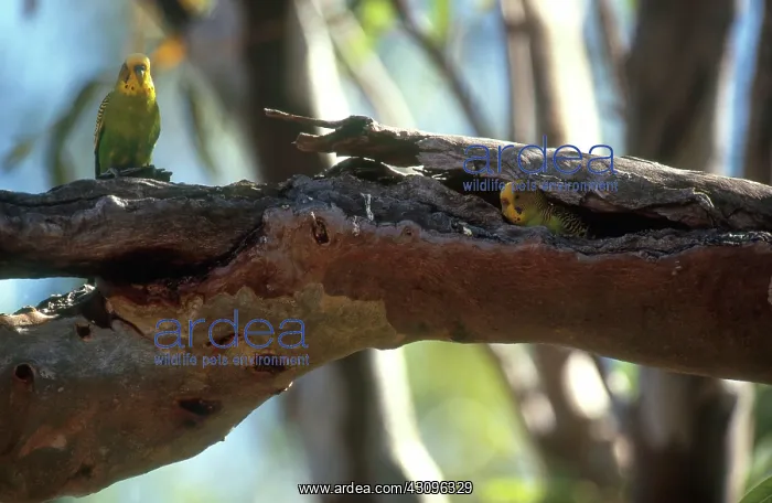 : Budgerigars Courting : Budgerigars Courting