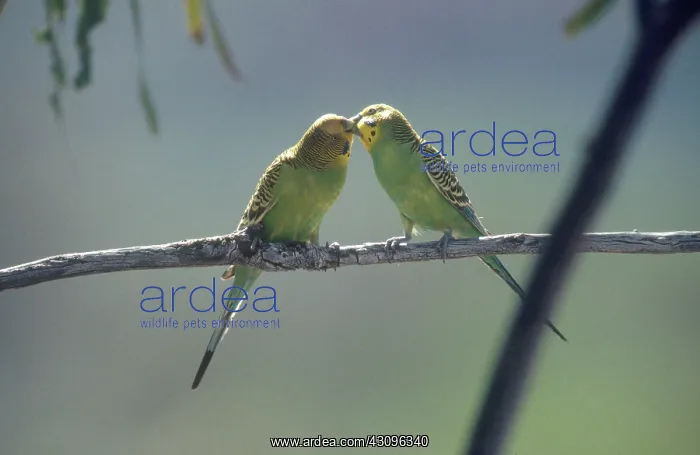 : Budgerigars Courting : Budgerigars Courting