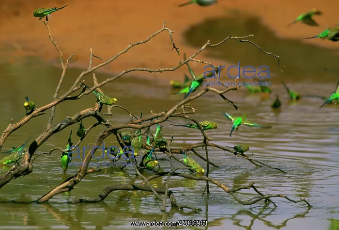 : Budgerigars - Drinking at ephemeral waterhole : Budgerigars - Drinking at ephemeral waterhole