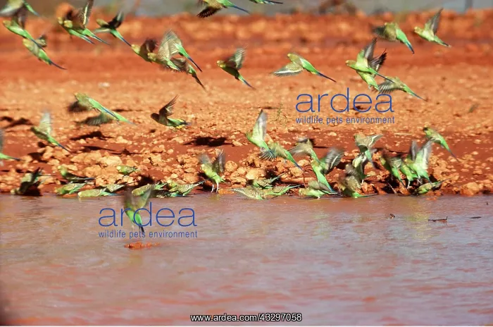 : BUDGERIGARS - flock at waterhole : BUDGERIGARS - flock at waterhole
