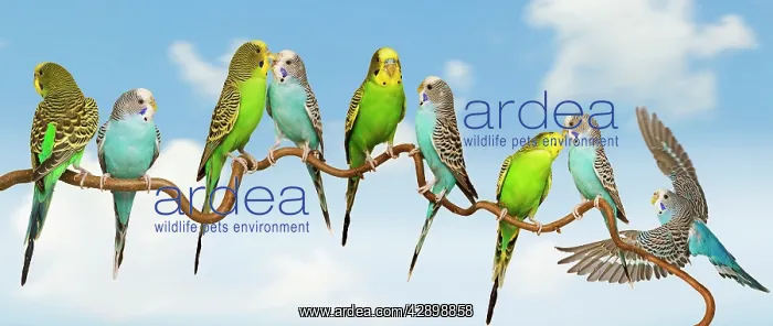 : Budgerigars - group perched on twig : Budgerigars - group perched on twig