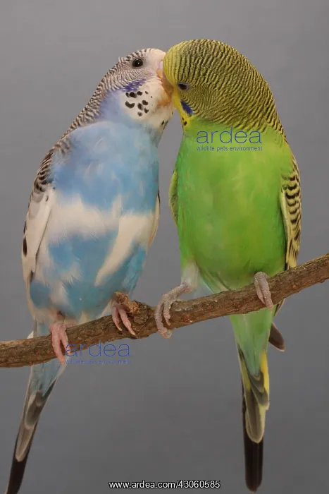 : Budgerigars kissing on a branch : Budgerigars kissing on a branch
