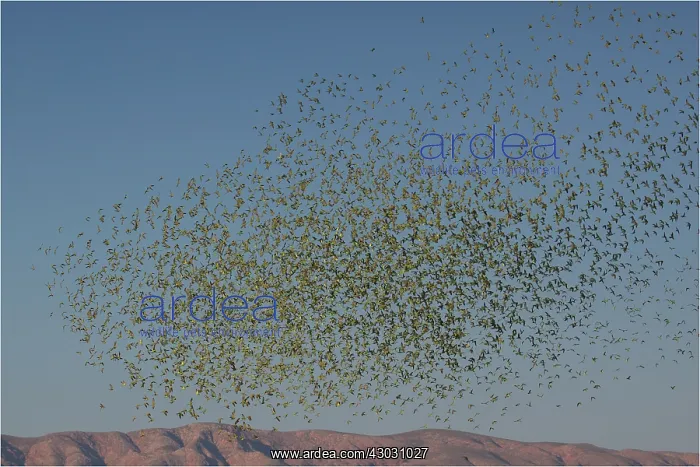 : Budgerigars - a massive flock - coming in to drink : Budgerigars - a massive flock - coming in to drink