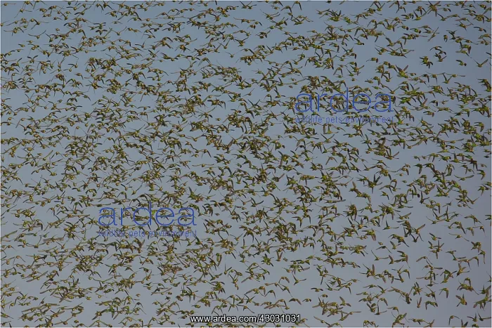 : Budgerigars - a massive flock - coming in to drink : Budgerigars - a massive flock - coming in to drink