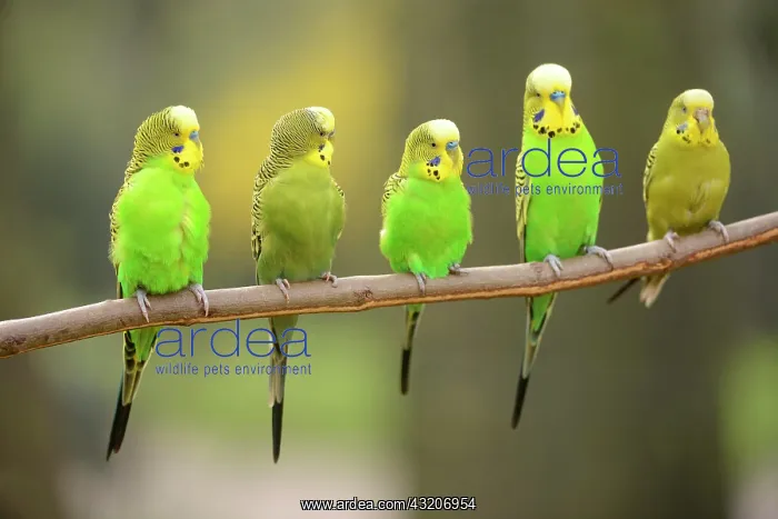 : Budgerigars (Melopsittacus undulatus), captive : Budgerigars (Melopsittacus undulatus), captive
