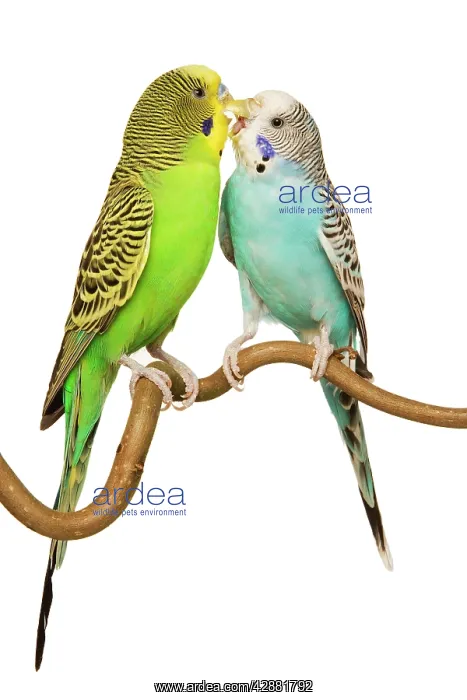 : Budgerigars - two on perch : Budgerigars - two on perch