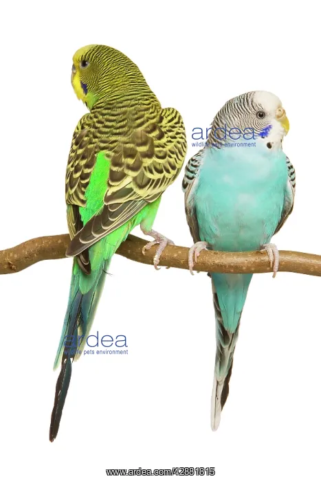 : Budgerigars - two on perch : Budgerigars - two on perch