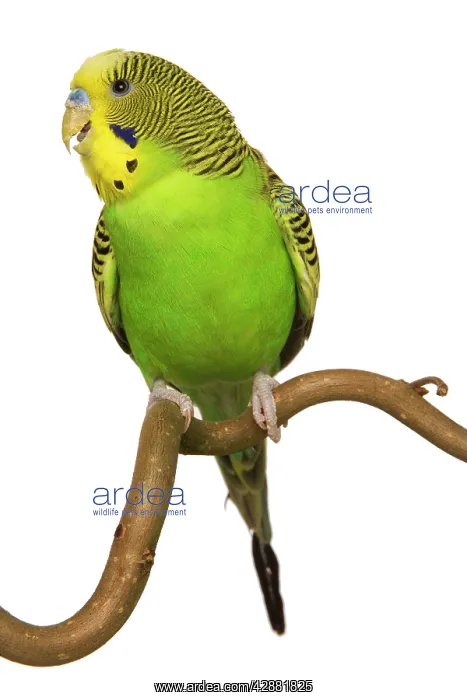 : Budgerigars - on perch : Budgerigars - on perch