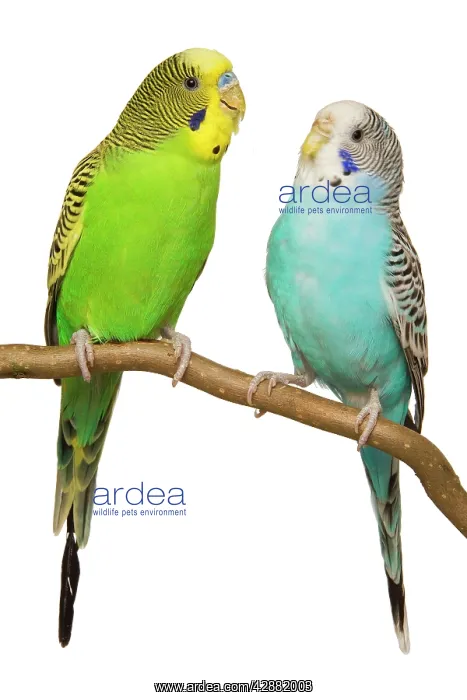 : Budgerigars - on perch : Budgerigars - on perch