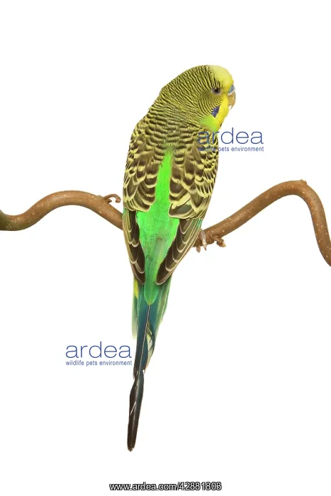 : Budgerigars - on perch - backview : Budgerigars - on perch - backview