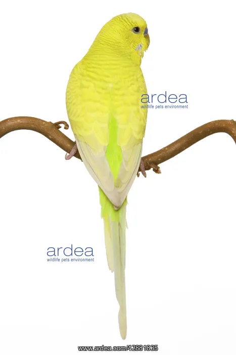 : Budgerigars - on perch - backview : Budgerigars - on perch - backview
