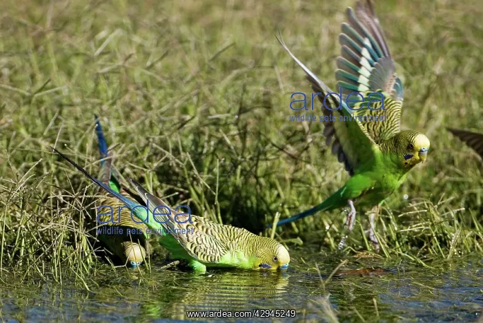 : Budgerigars at a waterhole : Budgerigars at a waterhole