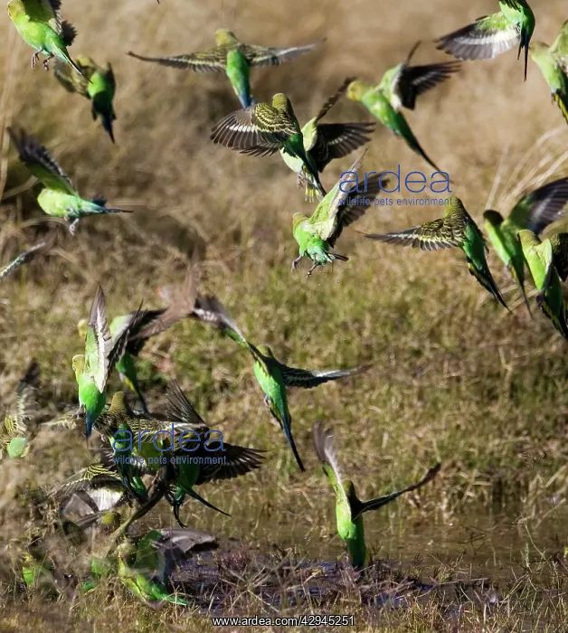 : Budgerigars at a waterhole : Budgerigars at a waterhole