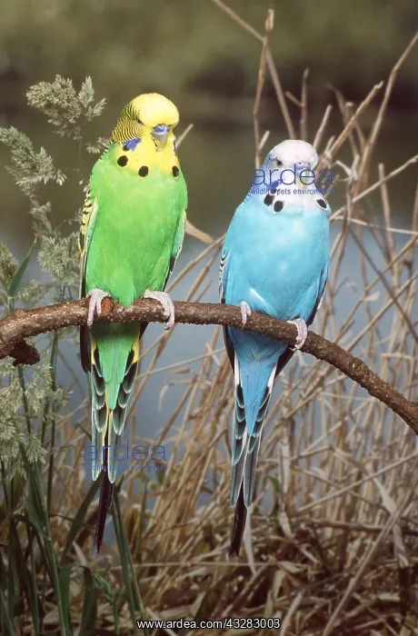 : BUDGERIGARS - x two on perch, outside : BUDGERIGARS - x two on perch, outside