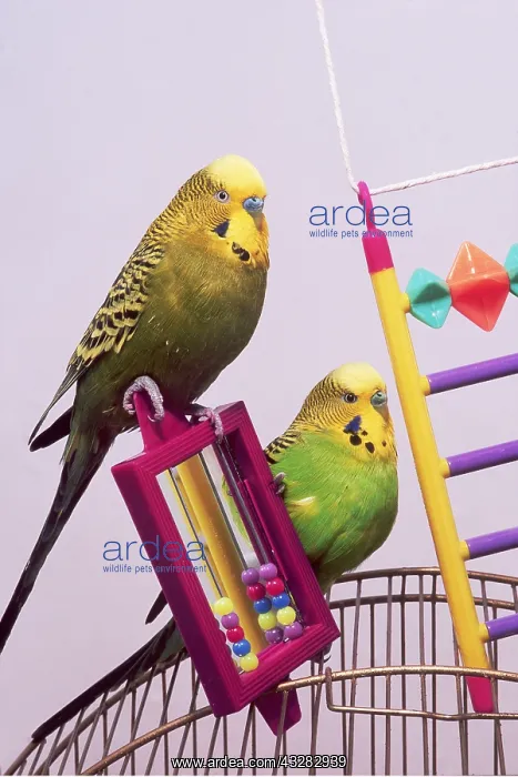 : BUDGERIGARS - x two perching on cage, with toys : BUDGERIGARS - x two perching on cage, with toys