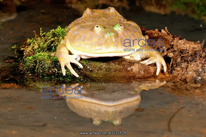: Budgett's Frog, Lepidobatrachus asper, Native : Budgett's Frog, Lepidobatrachus asper, Native
