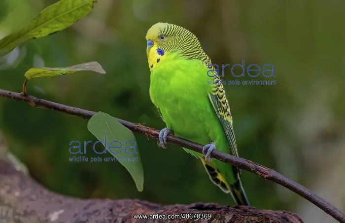 : Budgie or common parakeet, native to Australia : Budgie or common parakeet, native to Australia