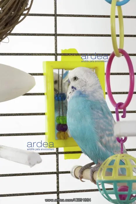 : Budgie Looking in Mirror : Budgie Looking in Mirror