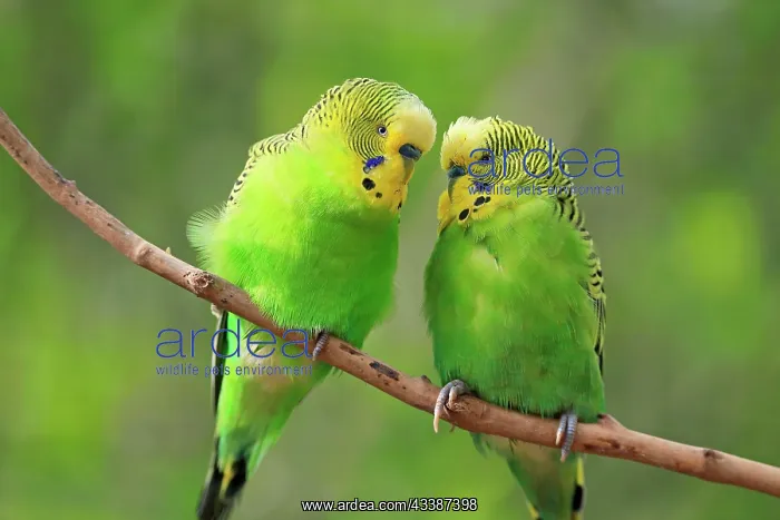 : Budgie (Melopsittacus undulatus), adult, pair, o : Budgie (Melopsittacus undulatus), adult, pair, o