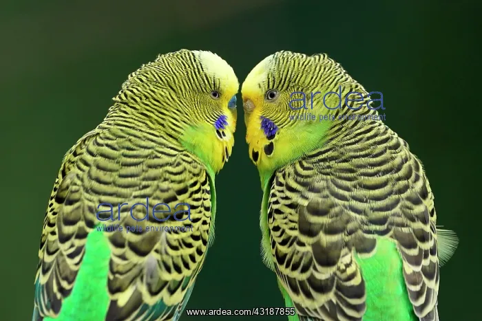 : Budgie (Melopsittacus undulatus) mating behaviour : Budgie (Melopsittacus undulatus) mating behaviour