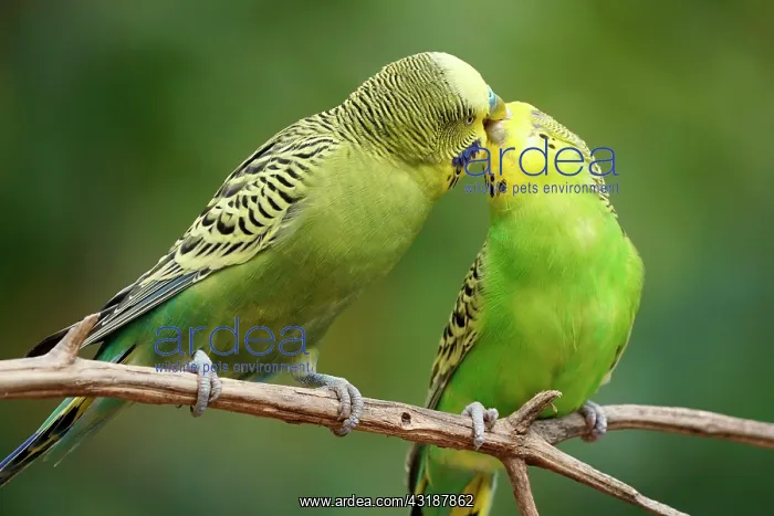 : Budgie (Melopsittacus undulatus) mating behaviour : Budgie (Melopsittacus undulatus) mating behaviour