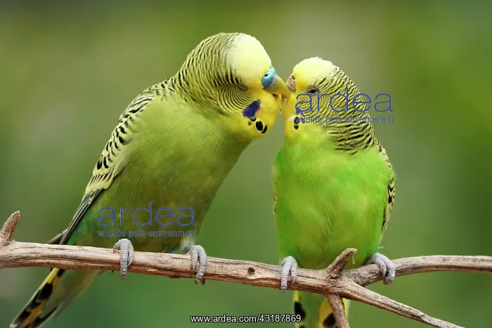 : Budgie (Melopsittacus undulatus) mating behaviour : Budgie (Melopsittacus undulatus) mating behaviour