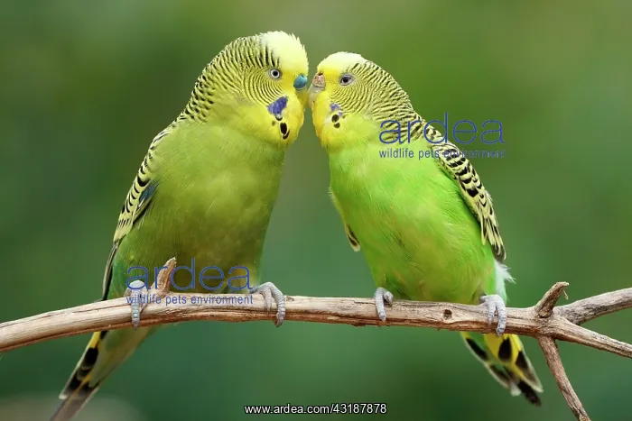 : Budgie (Melopsittacus undulatus) mating behaviour : Budgie (Melopsittacus undulatus) mating behaviour