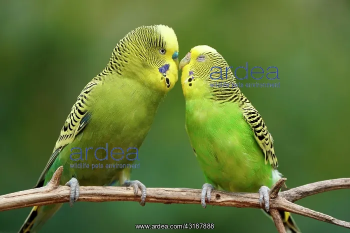 : Budgie (Melopsittacus undulatus) mating behaviour : Budgie (Melopsittacus undulatus) mating behaviour