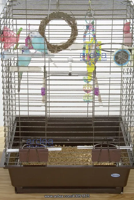 : Budgies in a Cage : Budgies in a Cage