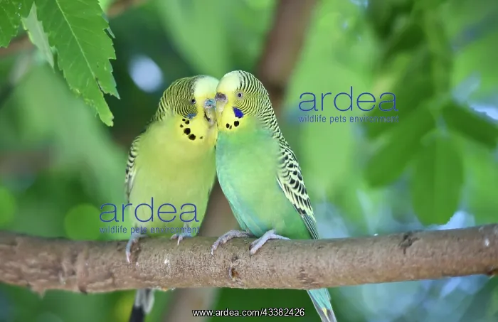 : Budgies (Melopsittacus undulatus) on a branch, Germany : Budgies (Melopsittacus undulatus) on a branch, Germany