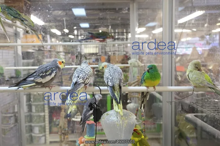: Budgies for sale in pet shop : Budgies for sale in pet shop