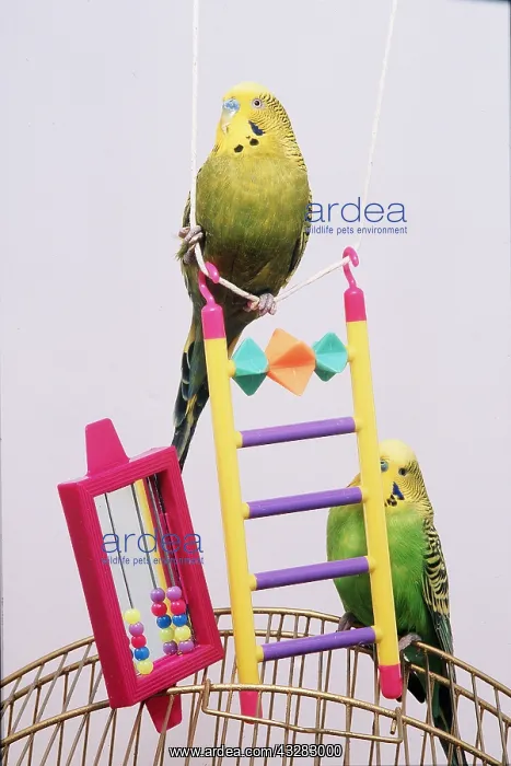 : BUDGIES - WITH TOYS ON CAGE : BUDGIES - WITH TOYS ON CAGE