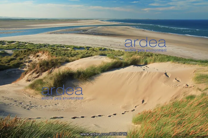: Budle Bay - Ross Sands sand dunes, view looking north : Budle Bay - Ross Sands sand dunes, view looking north