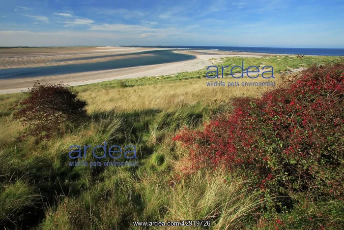 : Budle Bay Wildfowl Reserve - Budle Point in autumn : Budle Bay Wildfowl Reserve - Budle Point in autumn