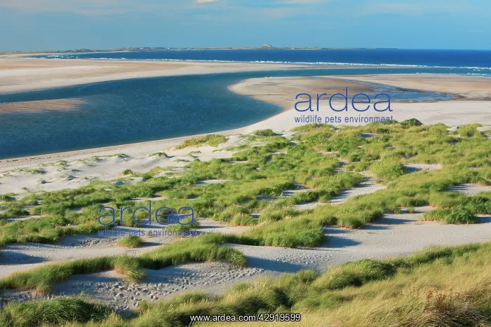 : Budle Bay Wildfowl Reserve - Budle Point and Holy : Budle Bay Wildfowl Reserve - Budle Point and Holy