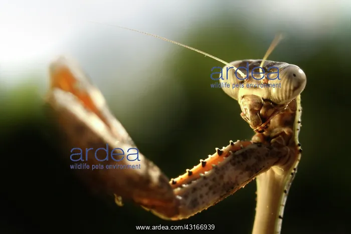 : Budwing Mantis : Budwing Mantis