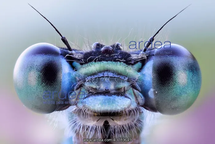 : Bue eyes damselfly (Zygoptera), Luzzara, Reggio : Bue eyes damselfly (Zygoptera), Luzzara, Reggio