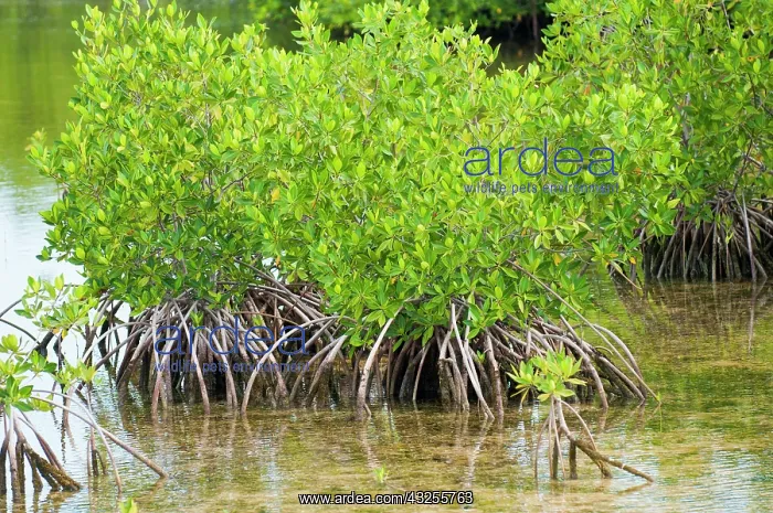 : Buena Vista Bay, Cayo Santa Maria, Cuba : Buena Vista Bay, Cayo Santa Maria, Cuba