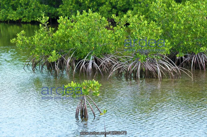 : Buena Vista Bay, Cayo Santa Maria, Cuba : Buena Vista Bay, Cayo Santa Maria, Cuba