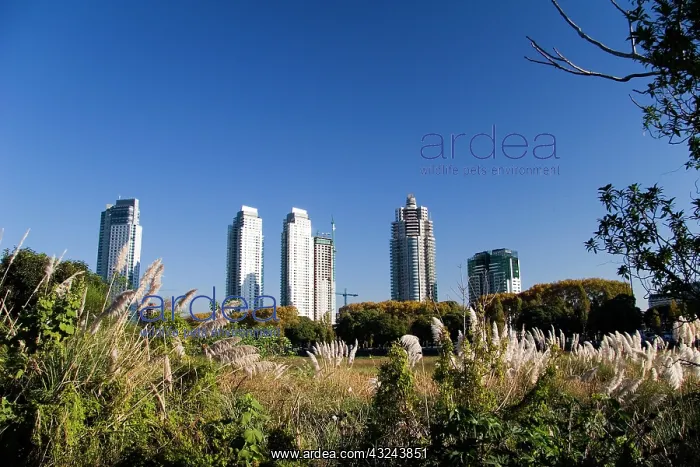 : Buenos Aires, Argentina. Downtown Buenos : Buenos Aires, Argentina. Downtown Buenos