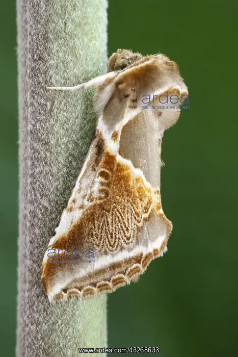 : Buff Arches Moth - Norfolk UK : Buff Arches Moth - Norfolk UK