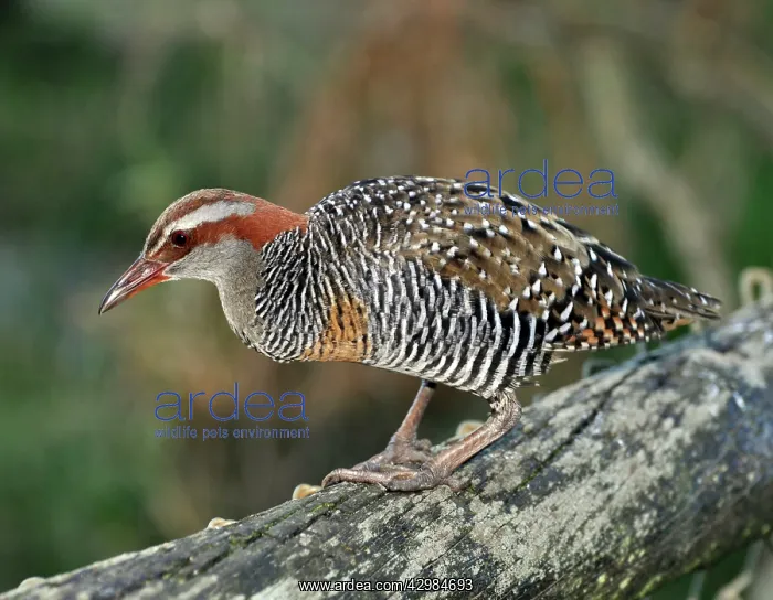 : Buff-banded Rail : Buff-banded Rail