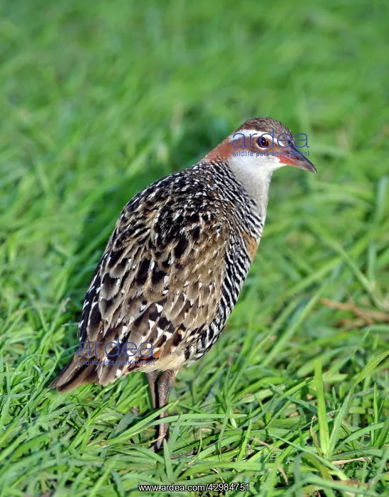 : Buff-banded Rail : Buff-banded Rail